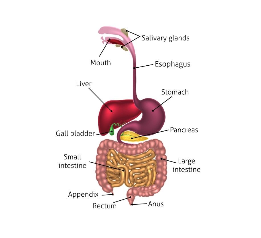 A clear medical illustration of the human digestive system on a white background. Labels include Salivary glands, Esophagus, Liver, Stomach, Pancreas, Small intestine, Large intestine, Appendix, Rectum, and Anus.